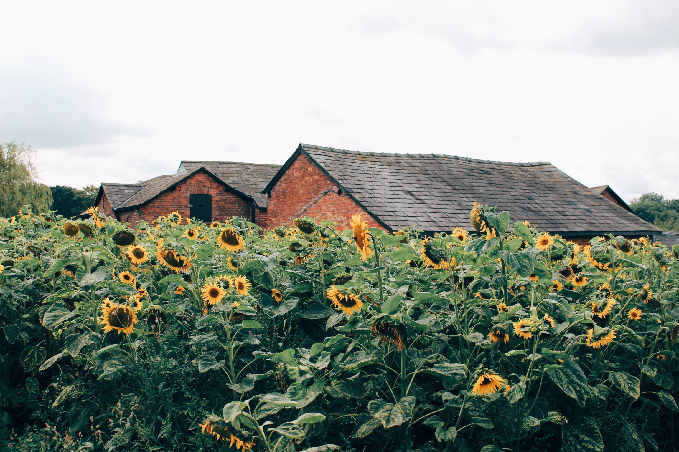 Processed with VSCO with e3 preset
